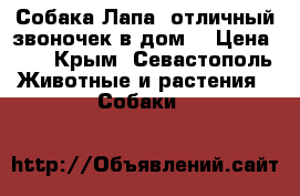 Собака Лапа- отличный звоночек в дом) › Цена ­ 1 - Крым, Севастополь Животные и растения » Собаки   